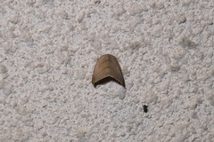 Pseudalbara parvula