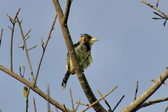 Trachyphonus vaillantii