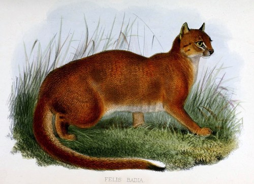 Bay Cat