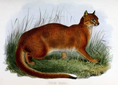 Bay Cat photo 3