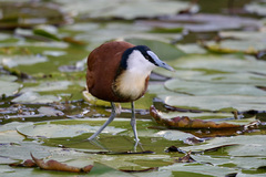 Actophilornis africanus