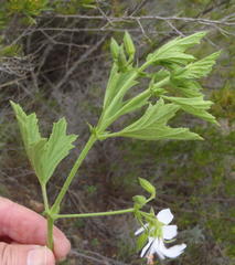 Pelargonium ribifolium