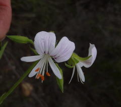 Pelargonium ribifolium