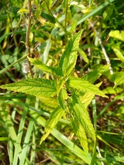 Urtica dioica