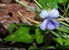 Viola langloisii