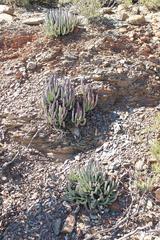 Cylindrophyllum comptonii