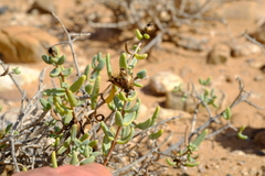 Pteronia glabrata