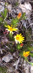 Osteospermum subulatum