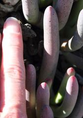 Cylindrophyllum comptonii