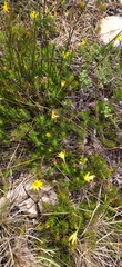 Osteospermum subulatum