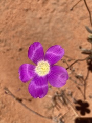 Calandrinia remota