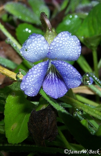 Langlois' violet (Viola langloisii)