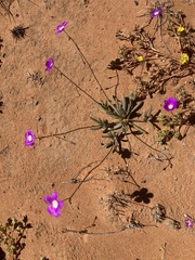 Calandrinia remota