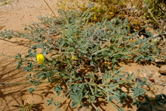 Crotalaria meyeriana