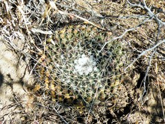 Mammillaria wagneriana
