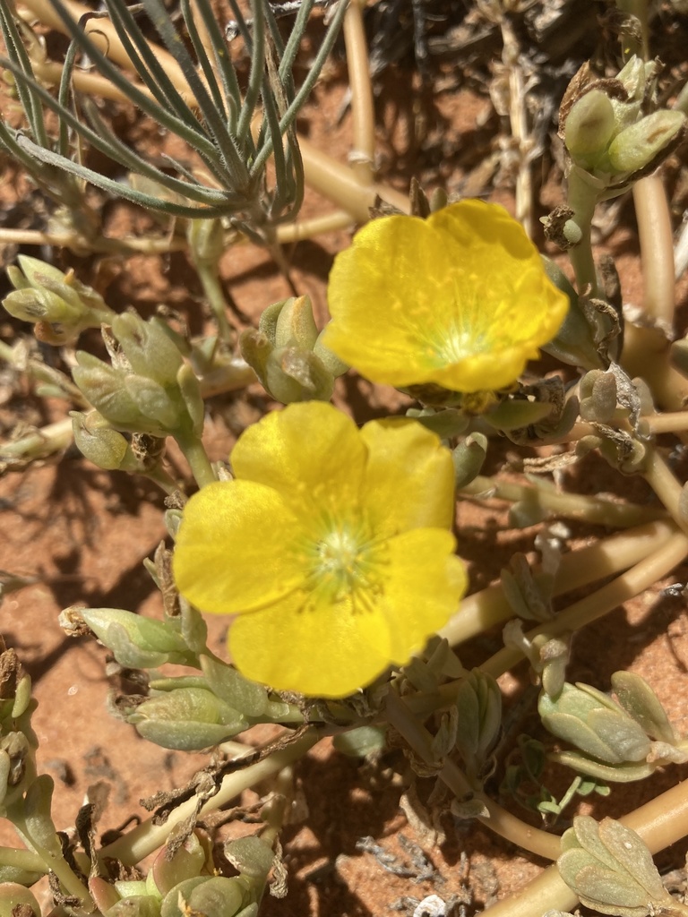 Portulaca intraterranea from Eyre Developmental Road, Bedourie, QLD, AU
