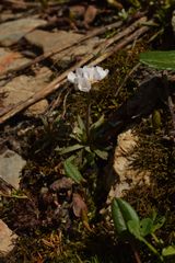 Androsace adfinis brigantiaca