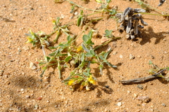 Lotononis strigillosa