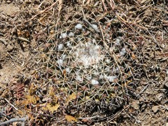 Mammillaria wagneriana