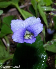Viola langloisii