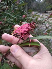 Grevillea longifolia