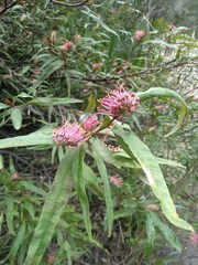 Grevillea longifolia