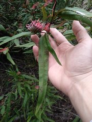 Grevillea longifolia
