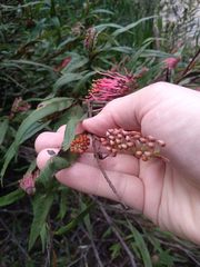 Grevillea longifolia