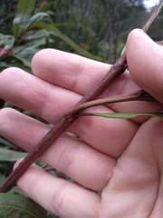 Grevillea longifolia