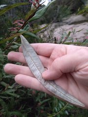 Grevillea longifolia