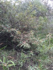 Grevillea longifolia