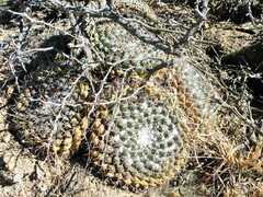 Mammillaria wagneriana