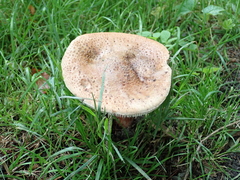 Amanita