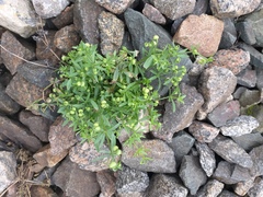 Galium tricornutum