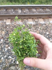 Galium tricornutum