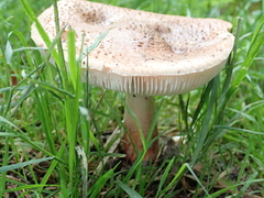 Amanita