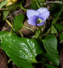 Viola langloisii