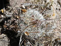 Echinofossulocactus ochoterenaus