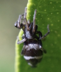 Aphantaulax cincta