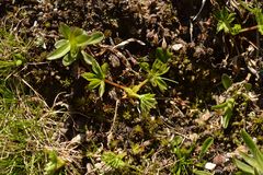 Alchemilla pentaphyllea