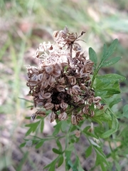 Selinum carvifolia
