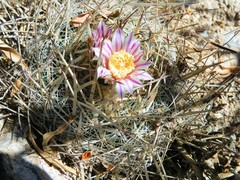 Echinofossulocactus ochoterenaus