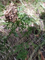 Selinum carvifolia
