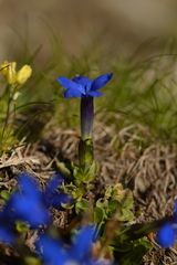 Gentiana brachyphylla