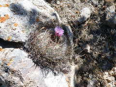 Echinofossulocactus ochoterenaus