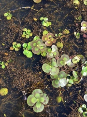 Marsilea mutica