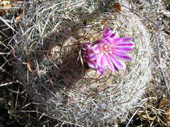 Echinofossulocactus ochoterenaus