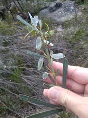 Acacia suaveolens
