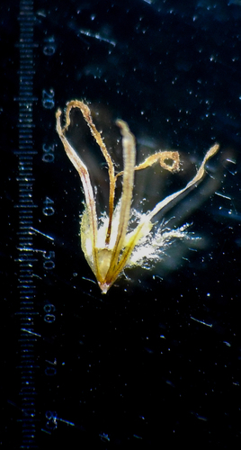 Image of Coast Club-Rush (Schoenoplectus subulatus) by no rights reserved