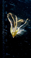 Schoenoplectus subulatus